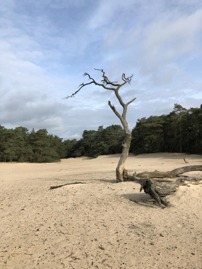 Bonte Specht * Otterlo